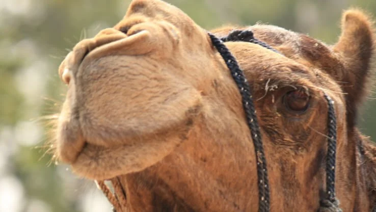 Victory for Animals! Todmorden Country Fair has been Cancelled!