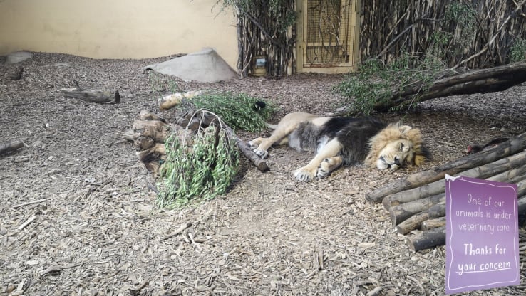 The Huge Death Toll in UK Zoos
