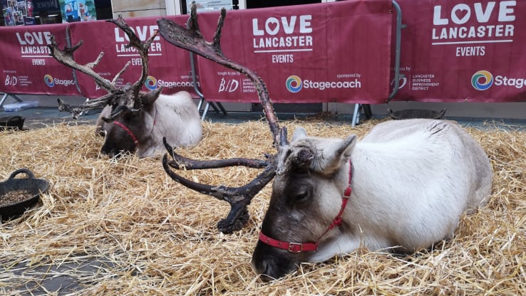 Victory for Reindeer!