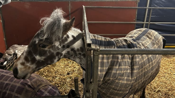 Fresh Calls to Oppose Animal Circuses!