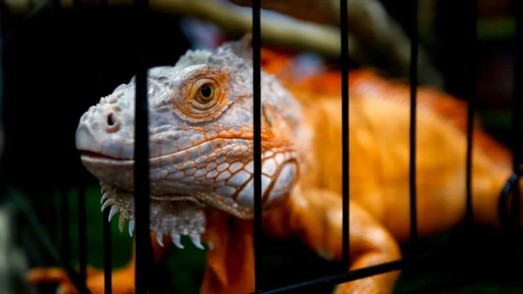 Take Action! Tell DEFRA to ban travelling animal exhibitions in England!