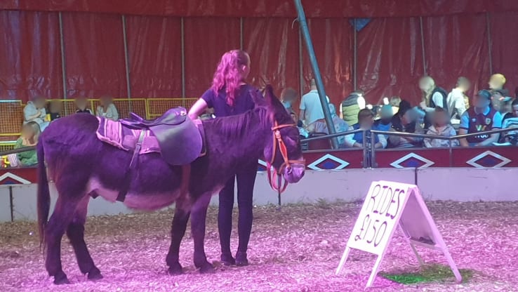 Take Action! Save the Lives Left Behind in UK Circuses