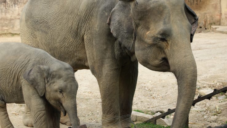 DEFRA: It's time to end the keeping of elephants in zoos!
