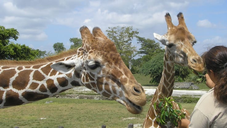 Virgin Experience Days - Stop Selling Animal Encounters!
