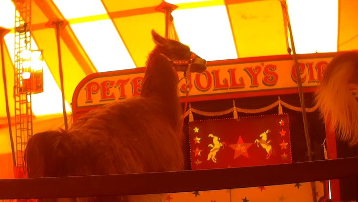 Report a travelling Animal Exhibit