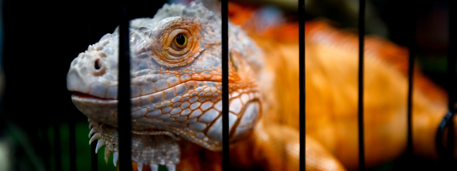 Take Action! Tell DEFRA to ban travelling animal exhibitions in England!
