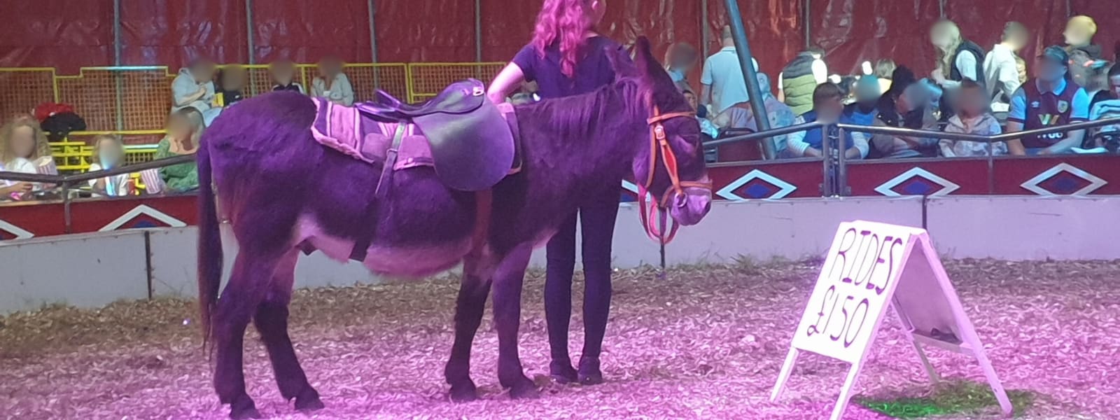 Take Action! Save the Lives Left Behind in UK Circuses