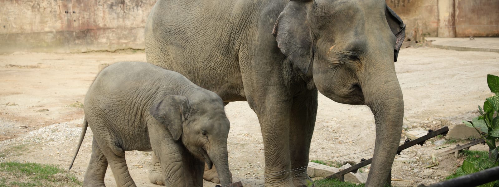 DEFRA: It&#39;s time to end the keeping of elephants in zoos!