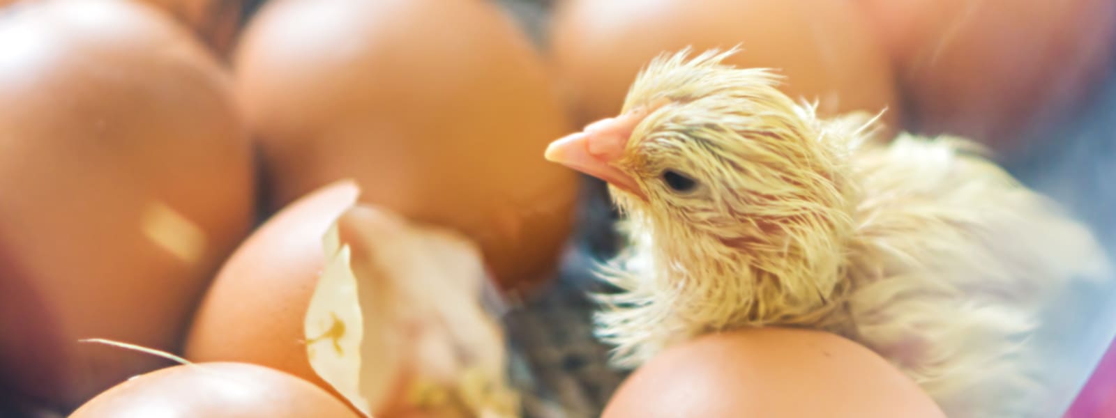 Oppose Live Hatching Projects!