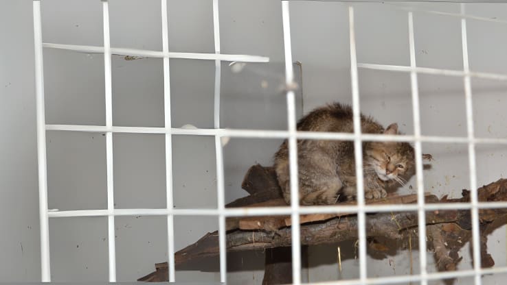 UK’s ‘Tiger King’, Terrence Moore Receives Lenient 5-Year Ban After Multiple Animal Welfare Offences