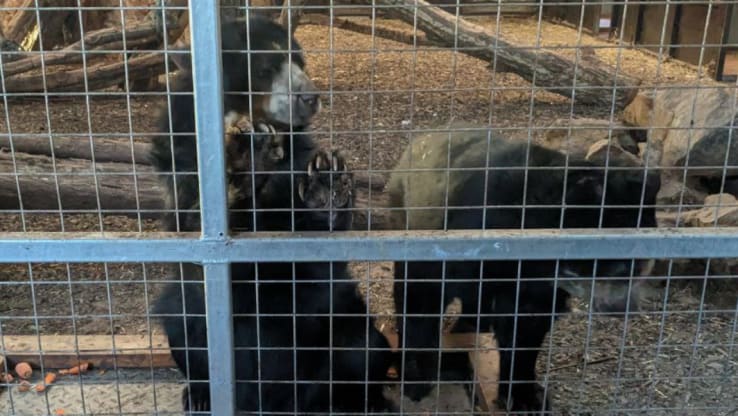 HUGE VICTORY FOR ANIMALS! Cumbria Safari Zoo is CLOSING!